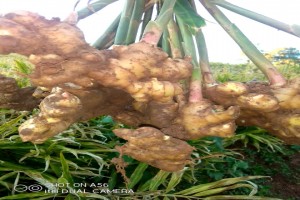 SIDECRACK FRESH PRODUCE from Zimbabwe